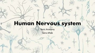 Human Nervous system
Basic Anatomy
Saira Aftab
 