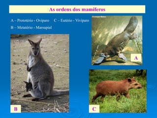4 - morfologia e fisiologia animal