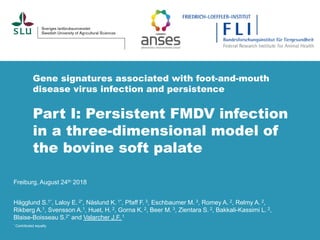Gene signatures associated with foot-and-mouth
disease virus infection and persistence
Part I: Persistent FMDV infection
in a three-dimensional model of
the bovine soft palate
Freiburg, August 24th 2018
Hägglund S.1*, Laloy E. 2*, Näslund K. 1*, Pfaff F. 3, Eschbaumer M. 3, Romey A. 2, Relmy A. 2,
Rikberg A.1, Svensson A.1, Huet, H. 2, Gorna K. 2, Beer M. 3, Zientara S. 2, Bakkali-Kassimi L. 2,
Blaise-Boisseau S.2* and Valarcher J.F. 1
* Contributed equally
 