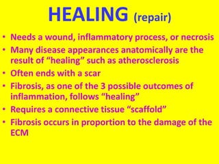 HEALING (repair)
• Needs a wound, inflammatory process, or necrosis
• Many disease appearances anatomically are the
result of “healing” such as atherosclerosis
• Often ends with a scar
• Fibrosis, as one of the 3 possible outcomes of
inflammation, follows “healing”
• Requires a connective tissue “scaffold”
• Fibrosis occurs in proportion to the damage of the
ECM
 