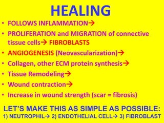HEALING
• FOLLOWS INFLAMMATION
• PROLIFERATION and MIGRATION of connective
tissue cells FIBROBLASTS
• ANGIOGENESIS (Neovascularization)
• Collagen, other ECM protein synthesis
• Tissue Remodeling
• Wound contraction
• Increase in wound strength (scar = fibrosis)
LET’S MAKE THIS AS SIMPLE AS POSSIBLE:
1) NEUTROPHIL 2) ENDOTHELIAL CELL 3) FIBROBLAST
 