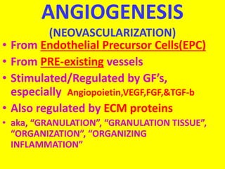 ANGIOGENESIS
(NEOVASCULARIZATION)
• From Endothelial Precursor Cells(EPC)
• From PRE-existing vessels
• Stimulated/Regulated by GF’s,
especially Angiopoietin,VEGF,FGF,&TGF-b
• Also regulated by ECM proteins
• aka, “GRANULATION”, “GRANULATION TISSUE”,
“ORGANIZATION”, “ORGANIZING
INFLAMMATION”
 