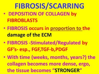 FIBROSIS/SCARRING
• DEPOSITION OF COLLAGEN by
FIBROBLASTS
• FIBROSIS occurs in proportion to the
damage of the ECM
• FIBROSIS -Stimulated/Regulated by
GF’s- esp., FGF,TGF-b,PDGF
• With time (weeks, months, years?) the
collagen becomes more dense, ergo,
the tissue becomes “STRONGER”
 