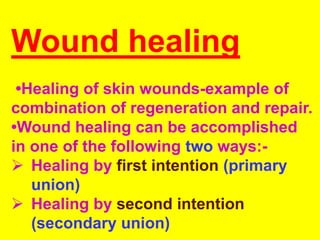 Wound healing
•Healing of skin wounds-example of
combination of regeneration and repair.
•Wound healing can be accomplished
in one of the following two ways:-
 Healing by first intention (primary
union)
 Healing by second intention
(secondary union)
 