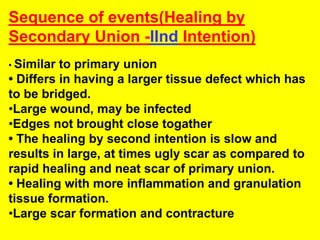Sequence of events(Healing by
Secondary Union -IInd Intention)
• Similar to primary union
• Differs in having a larger tissue defect which has
to be bridged.
•Large wound, may be infected
•Edges not brought close togather
• The healing by second intention is slow and
results in large, at times ugly scar as compared to
rapid healing and neat scar of primary union.
• Healing with more inflammation and granulation
tissue formation.
•Large scar formation and contracture
 