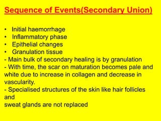 Sequence of Events(Secondary Union)
• Initial haemorrhage
• Inflammatory phase
• Epithelial changes
• Granulation tissue
- Main bulk of secondary healing is by granulation
- With time, the scar on maturation becomes pale and
white due to increase in collagen and decrease in
vascularity.
- Specialised structures of the skin like hair follicles
and
sweat glands are not replaced
 