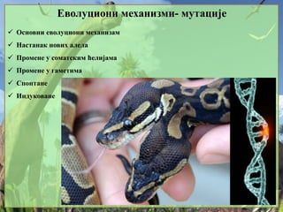 Еволуциони механизми- мутације
 Основни еволуциони механизам
 Настанак нових алела
 Промене у соматским ћелијама
 Промене у гаметима
 Спонтане
 Индуковане
 