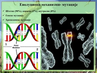 Еволуциони механизми- мутације
 Штетне (90%), корисне (2%), неутралне (8%)
 Генске мутације
 Хромозомске мутације
 