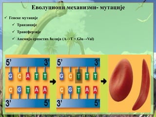 Еволуциони механизми- мутације
 Генске мутације
 Транзиције
 Трансферзије
 Анемија српастих ћелија (A→T = Glu→Val)
 
