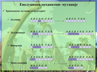 Еволуциони механизми- мутације
 Хромозомске мутације (структурне)
 Делеција
 Дупликација
 Инверзија
 Транслокација
 