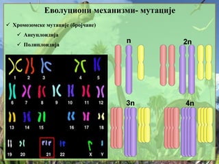 Еволуциони механизми- мутације
 Хромозомске мутације (бројчане)
 Анеуплоидија
 Полиплоидија
 