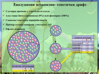 Еволуциони механизми- генетички дрифт
 Случајна промена у учесталости алела
 Алел може бити елиминисан (0%) или фиксиран (100%)
 Смањење генетичке варијабилности
 Пример са популацијама: учесталост 0.5
 Ефекат оснивача
 
