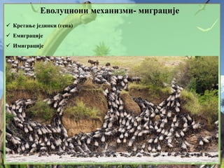 Еволуциони механизми- миграције
 Кретање јединки (гена)
 Емиграције
 Имиграције
 