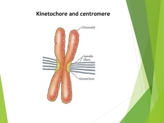Kinetochore and centromere
 