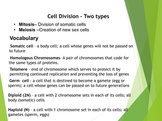 Cell Division – Two types
• Mitosis– Division of somatic cells
• Meiosis –Creation of new sex cells
Somatic cell – a body cell; a cell whose genes will not be passed on
to future
Germ cell - a cell that is destined to become a gamete (egg or
sperm); a cell whose genes can be passed on to future generations
Diploid (2N) – a cell with 2 chromosome sets in each of its cells; all
body (somatic) cells
Haploid (N) – a cell with 1 chromosome set in each of its cells; all
gametes (sperm, eggs)
Vocabulary
Homologous Chromosomes– A pair of chromosomes that code for
the same types of proteins.
Telomere – end of chromosome which serves to protect it by
permitting continued replication and preventing the loss of genes
 