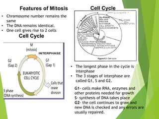 Features of Mitosis
• Chromosome number remains the
same
• The DNA remains identical.
• One cell gives rise to 2 cells
Cell Cycle
• The longest phase in the cycle is
interphase
• The 3 stages of interphase are
called G1, S and G2.
G1- cells make RNA, enzymes and
other proteins needed for growth
S- synthesis of DNA takes place
G2- the cell continues to grow and
new DNA is checked and any errors are
usually repaired.
Cell Cycle
 