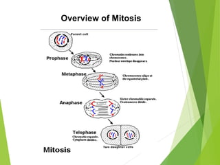 Overview of Mitosis
 