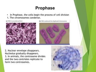 • In Prophase, the cells begin the process of cell division
1. The chromosomes condense.
Prophase
2. Nuclear envelope disappears.
Nucleolus gradually disappears.
3. In animals, the centrosome divides
and the two centrioles replicate to
form two centrosomes.
 