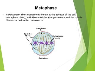 • In Metaphase, the chromosomes line up at the equator of the cell
(metaphase plate), with the centrioles at opposite ends and the spindle
fibres attached to the centromeres
Metaphase
 