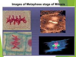 Images of Metaphase stage of Mitosis
 