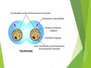 The Mitotic Cell Cycle