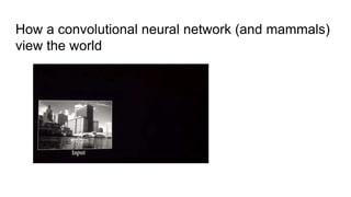 How a convolutional neural network (and mammals)
view the world
 