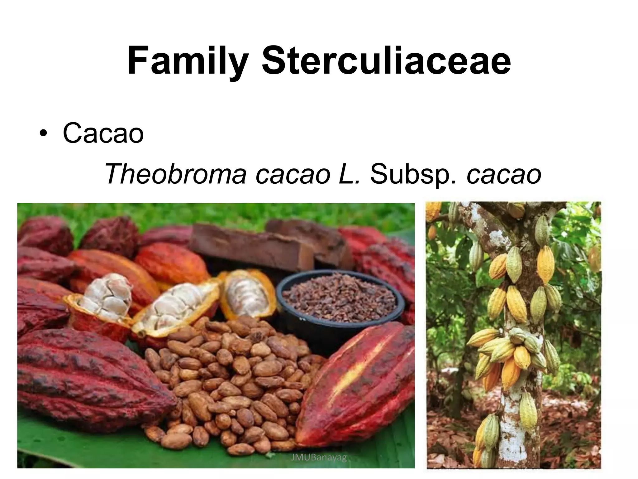 Family Sterculiaceae
• Cacao
Theobroma cacao L. Subsp. cacao
JMUBanayag
 