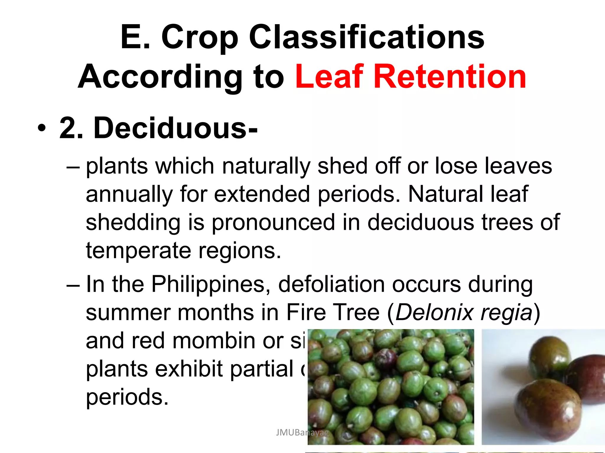 E. Crop Classifications
According to Leaf Retention
• 2. Deciduous-
– plants which naturally shed off or lose leaves
annually for extended periods. Natural leaf
shedding is pronounced in deciduous trees of
temperate regions.
– In the Philippines, defoliation occurs during
summer months in Fire Tree (Delonix regia)
and red mombin or siniguelas. Many other
plants exhibit partial defoliation during drought
periods.
JMUBanayag
 