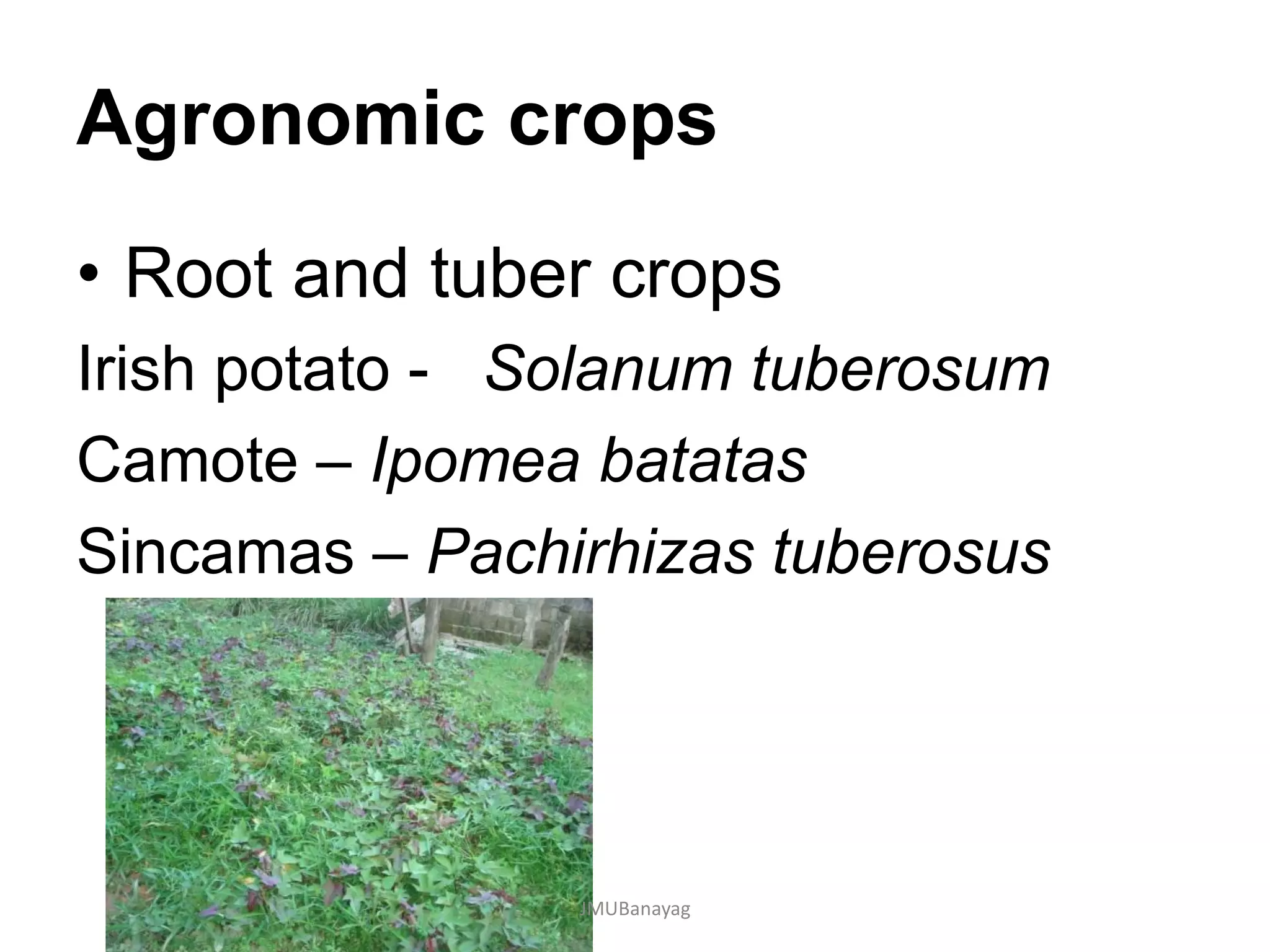 Agronomic crops
• Root and tuber crops
Irish potato - Solanum tuberosum
Camote – Ipomea batatas
Sincamas – Pachirhizas tuberosus
JMUBanayag
 