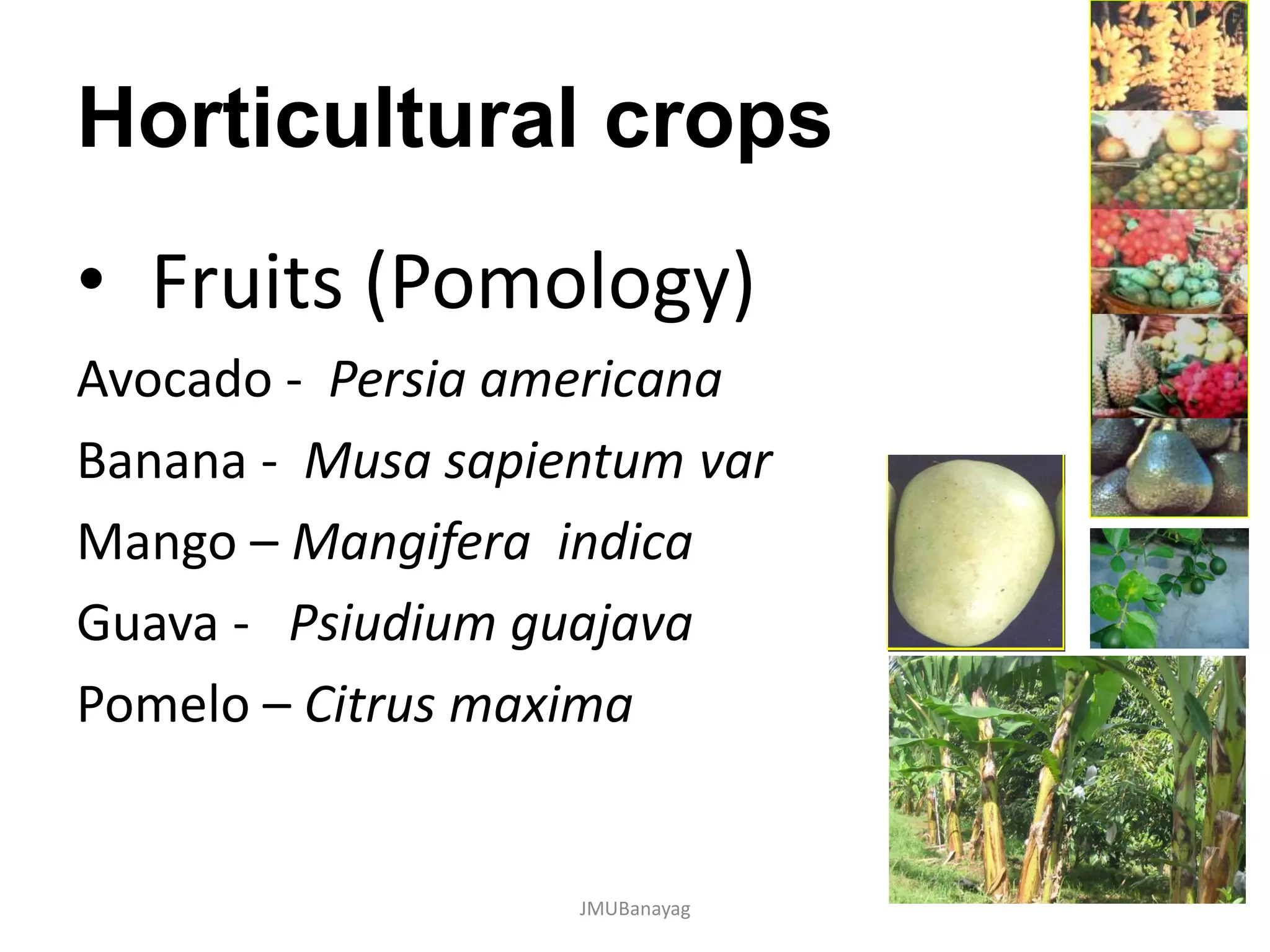 Horticultural crops
• Fruits (Pomology)
Avocado - Persia americana
Banana - Musa sapientum var
Mango – Mangifera indica
Guava - Psiudium guajava
Pomelo – Citrus maxima
JMUBanayag
 