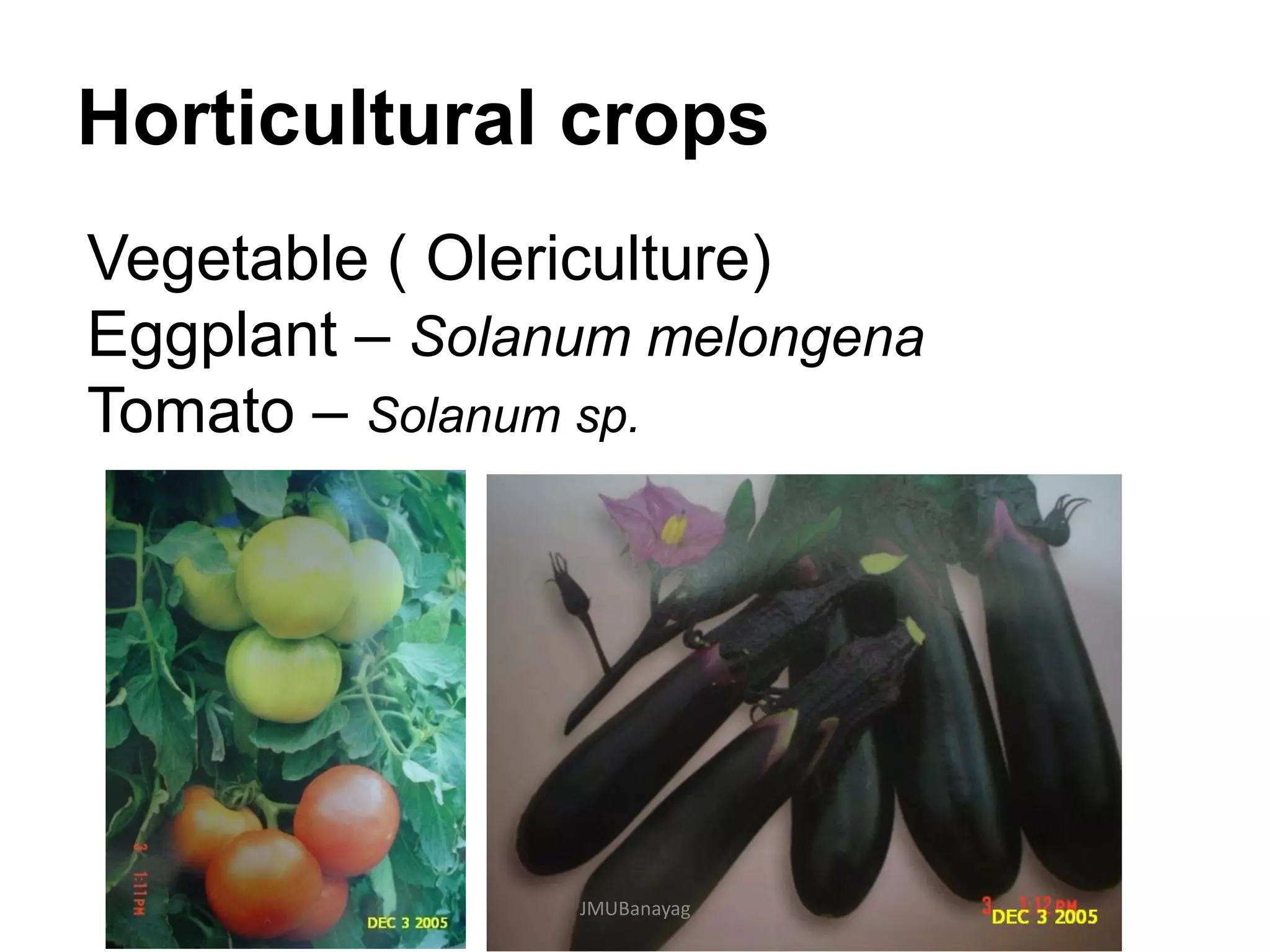 Horticultural crops
Vegetable ( Olericulture)
Eggplant – Solanum melongena
Tomato – Solanum sp.
JMUBanayag
 