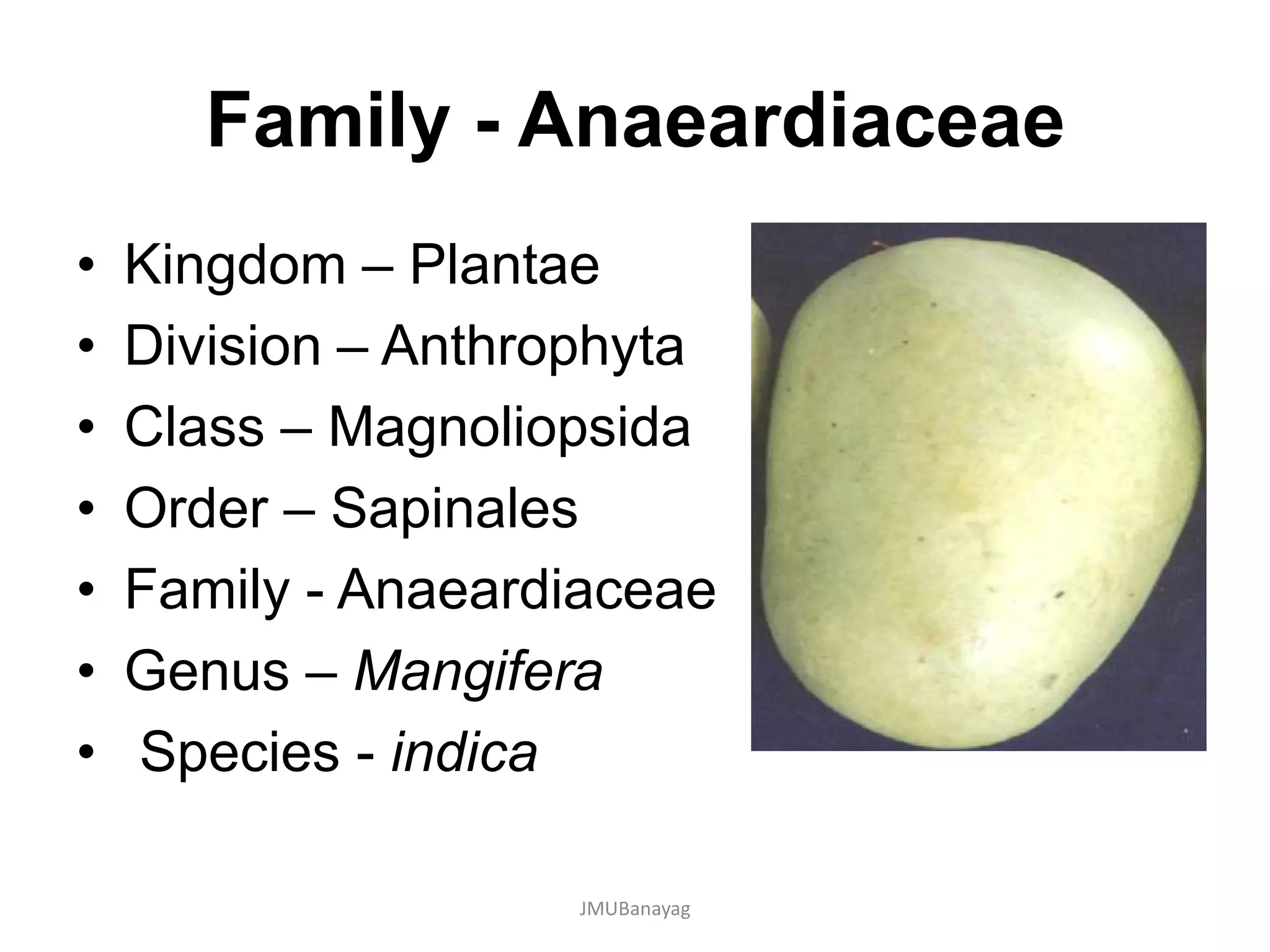 Family - Anaeardiaceae
• Kingdom – Plantae
• Division – Anthrophyta
• Class – Magnoliopsida
• Order – Sapinales
• Family - Anaeardiaceae
• Genus – Mangifera
• Species - indica
JMUBanayag
 