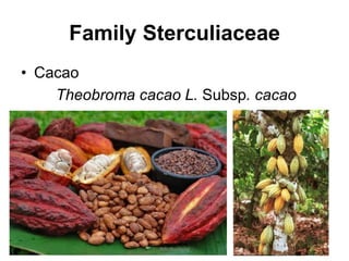 Family Sterculiaceae
• Cacao
Theobroma cacao L. Subsp. cacao
JMUBanayag
 