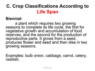 C. Crop Classifications According to
Life Span
Biennial-
a plant which requires two growing
seasons to complete its life cycle, the first for
vegetative growth and accumulation of food
reserves, and the second for the production of
reproductive parts. It grows from a seed,
produces flower and seed and then dies in two
growing seasons.
Examples: bulb onion, cabbage, carrot, celery,
raddish.
JMUBanayag
 