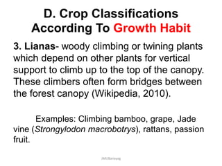 D. Crop Classifications
According To Growth Habit
3. Lianas- woody climbing or twining plants
which depend on other plants for vertical
support to climb up to the top of the canopy.
These climbers often form bridges between
the forest canopy (Wikipedia, 2010).
Examples: Climbing bamboo, grape, Jade
vine (Strongylodon macrobotrys), rattans, passion
fruit.
JMUBanayag
 