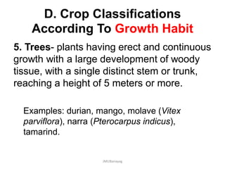 D. Crop Classifications
According To Growth Habit
5. Trees- plants having erect and continuous
growth with a large development of woody
tissue, with a single distinct stem or trunk,
reaching a height of 5 meters or more.
Examples: durian, mango, molave (Vitex
parviflora), narra (Pterocarpus indicus),
tamarind.
JMUBanayag
 