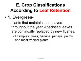 E. Crop Classifications
According to Leaf Retention
• 1. Evergreen-
–plants that maintain their leaves
throughout the year. Abscissed leaves
are continually replaced by new flushes.
• Examples: pines, banana, papaya, palms
and most tropical plants.
JMUBanayag
 