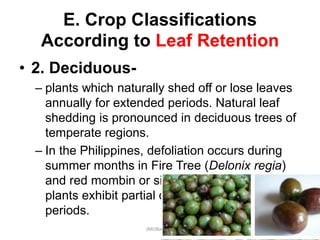 E. Crop Classifications
According to Leaf Retention
• 2. Deciduous-
– plants which naturally shed off or lose leaves
annually for extended periods. Natural leaf
shedding is pronounced in deciduous trees of
temperate regions.
– In the Philippines, defoliation occurs during
summer months in Fire Tree (Delonix regia)
and red mombin or siniguelas. Many other
plants exhibit partial defoliation during drought
periods.
JMUBanayag
 