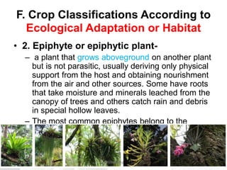 F. Crop Classifications According to
Ecological Adaptation or Habitat
• 2. Epiphyte or epiphytic plant-
– a plant that grows aboveground on another plant
but is not parasitic, usually deriving only physical
support from the host and obtaining nourishment
from the air and other sources. Some have roots
that take moisture and minerals leached from the
canopy of trees and others catch rain and debris
in special hollow leaves.
– The most common epiphytes belong to the
bromyliad, orchid, and fern families; also called
air plant or tree dweller.
JMUBanayag
 