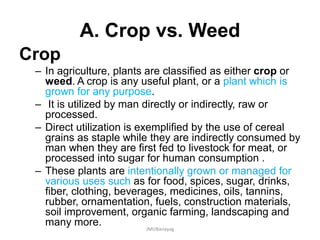 A. Crop vs. Weed
Crop
– In agriculture, plants are classified as either crop or
weed. A crop is any useful plant, or a plant which is
grown for any purpose.
– It is utilized by man directly or indirectly, raw or
processed.
– Direct utilization is exemplified by the use of cereal
grains as staple while they are indirectly consumed by
man when they are first fed to livestock for meat, or
processed into sugar for human consumption .
– These plants are intentionally grown or managed for
various uses such as for food, spices, sugar, drinks,
fiber, clothing, beverages, medicines, oils, tannins,
rubber, ornamentation, fuels, construction materials,
soil improvement, organic farming, landscaping and
many more. JMUBanayag
 
