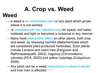A. Crop vs. Weed
Weed
– a weed is an unintended plant or any plant which grows
where it is not wanted.
– It competes with the intended crop for space, soil water,
nutrients and light or becomes a nuisance in any manner.
– Many have allelopathic effect on other plants, both crop
and weed, by releasing harmful allelochemicals which
are considered plant-produced herbicides. Such plants
include Lantana and neem tree (Ferguson and
Rathinasabapathi, 2003), hagonoy (Chromolaena
odorata) (PCA, 2003) and yellow nutsedge (Culquhoun,
2006).
– Any plant can be a weed, depending on where it grows
and how man is affected.JMUBanayag
 
