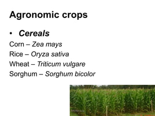 Agronomic crops
• Cereals
Corn – Zea mays
Rice – Oryza sativa
Wheat – Triticum vulgare
Sorghum – Sorghum bicolor
JMUBanayag
 