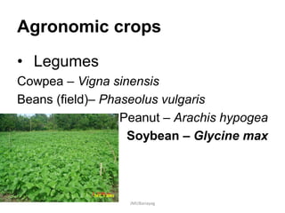 Agronomic crops
• Legumes
Cowpea – Vigna sinensis
Beans (field)– Phaseolus vulgaris
Peanut – Arachis hypogea
Soybean – Glycine max
JMUBanayag
 