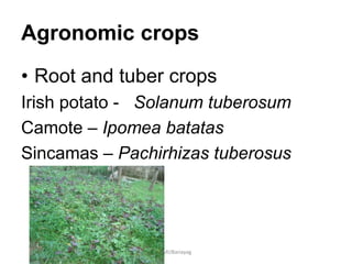 Agronomic crops
• Root and tuber crops
Irish potato - Solanum tuberosum
Camote – Ipomea batatas
Sincamas – Pachirhizas tuberosus
JMUBanayag
 