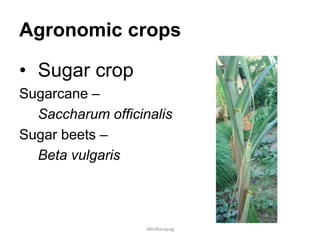 Agronomic crops
• Sugar crop
Sugarcane –
Saccharum officinalis
Sugar beets –
Beta vulgaris
JMUBanayag
 