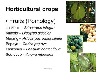 Horticultural crops
• Fruits (Pomology)
Jackfruit - Artocarpus integra
Mabolo – Dispyrus discolor
Marang - Artocarpus odoratisimia
Papaya – Carica papaya
Lanzones – Lansium domesticum
Soursoup - Anona muricana
• S o u r s o p
JMUBanayag
 