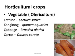 Horticultural crops
• Vegetable ( Olericulture)
Lettuce - Lactuca sativa
Kangkong – Ipomea aquatica
Cabbage – Brassica olerica
Carrot – Daucus carota
JMUBanayag
 