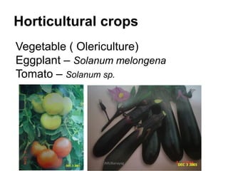 Horticultural crops
Vegetable ( Olericulture)
Eggplant – Solanum melongena
Tomato – Solanum sp.
JMUBanayag
 