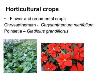Horticultural crops
• Flower and ornamental crops
Chrysanthemum - Chrysanthemum marifolium
Poinsetia – Gladiolus grandiflorus
JMUBanayag
 