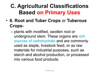 C. Agricultural Classifications
Based on Primary Uses
• 6. Root and Tuber Crops or Tuberous
Crops-
– plants with modified, swollen root or
underground stem. These organs are rich
sources of carbohydrate and are commonly
used as staple, livestock feed, or as raw
materials for industrial purposes, such as
starch and alcohol production, or processed
into various food products.
JMUBanayag
 